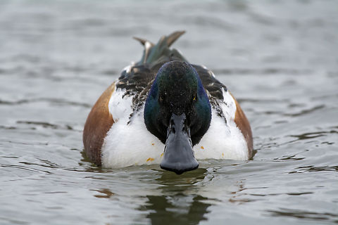 Northern shoveler  Anas clypeata,Fall,Geotagged,Northern Shoveler,United States