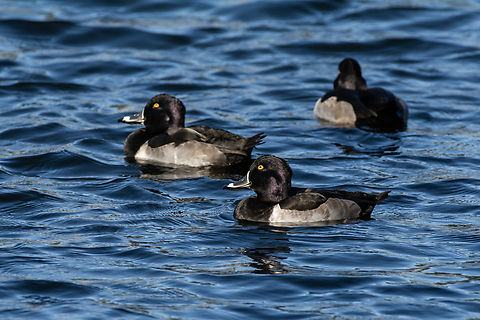 Ring-necked duck