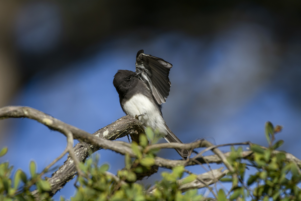 Black Phoebe  Black phoebe,Fall,Geotagged,Sayornis nigricans,United States