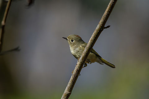 Ruby-crowned kinglet  Geotagged,Regulus calendula,Ruby-crowned kinglet,United States,Winter