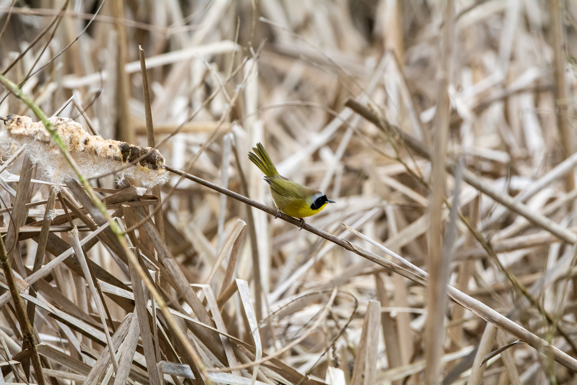 Common Yellowthroat  Common yellowthroat,Geotagged,Geothlypis trichas,United States,Winter