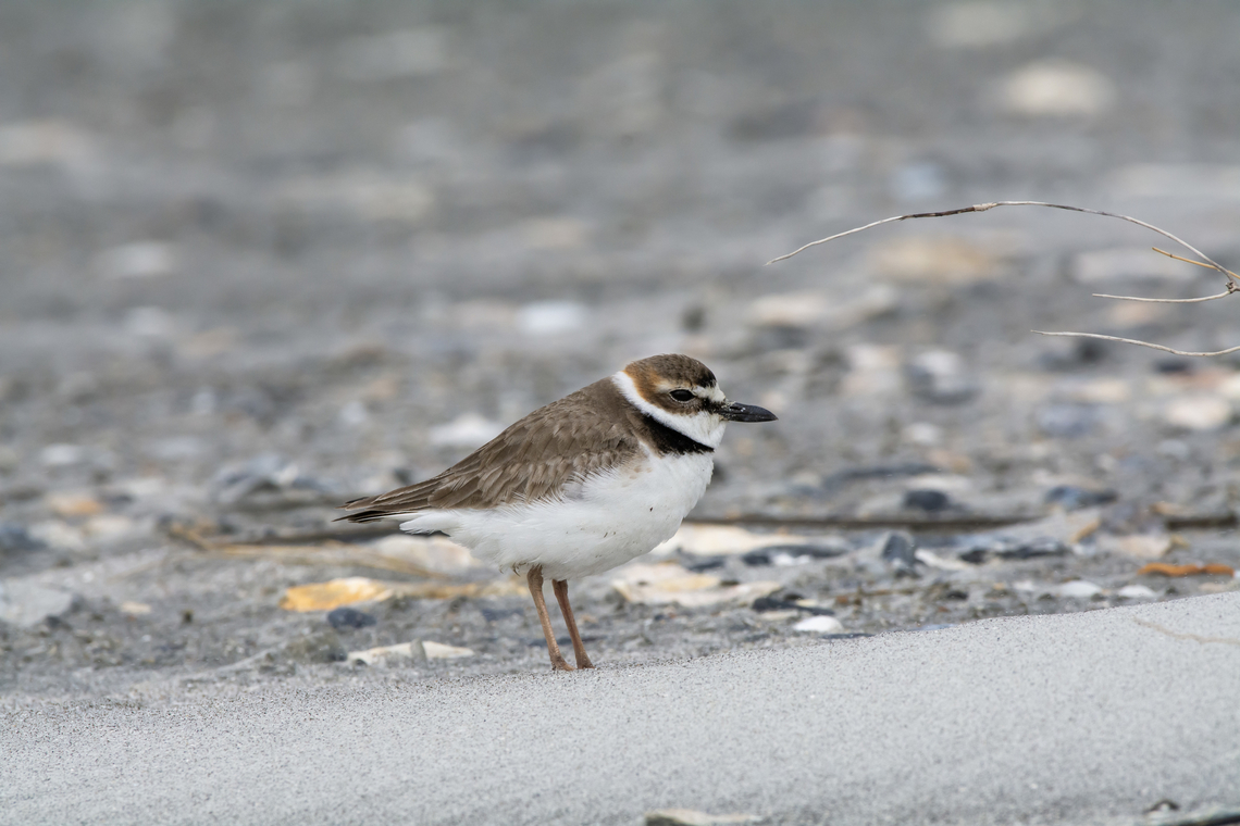 Wilson's Plover  Charadrius wilsonia,Geotagged,United States,Wilsons plover,Winter