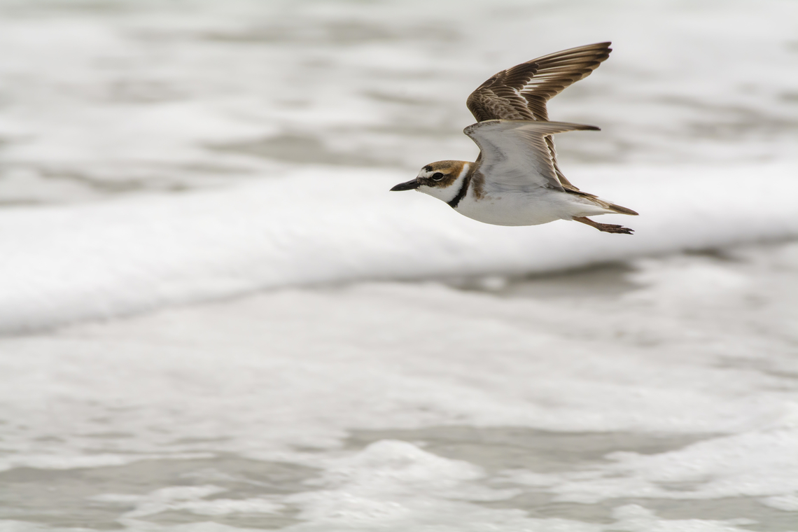 Wilson's Plover  Charadrius wilsonia,Geotagged,United States,Wilsons plover,Winter