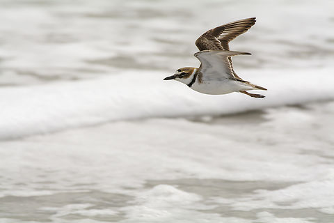Wilson's Plover  Charadrius wilsonia,Geotagged,United States,Wilsons plover,Winter