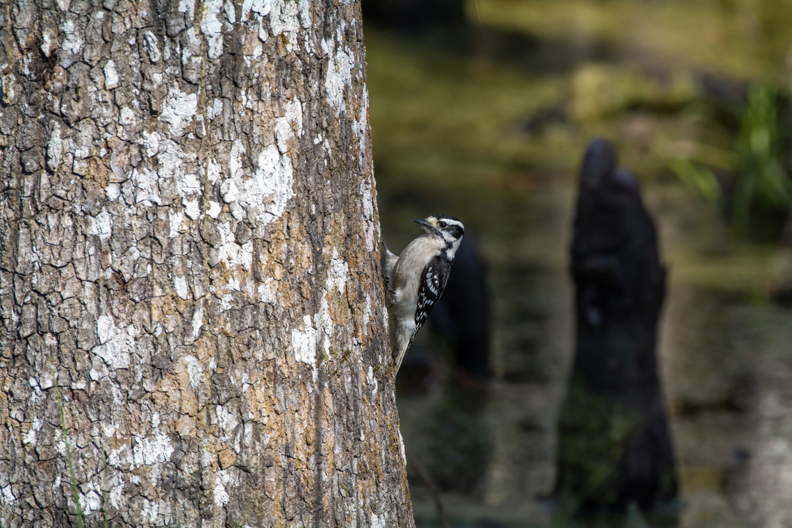 Downy Woodpecker  Downy woodpecker,Dryobates pubescens,Geotagged,United States,Winter