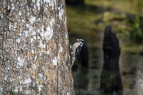 Downy Woodpecker  Downy woodpecker,Dryobates pubescens,Geotagged,United States,Winter
