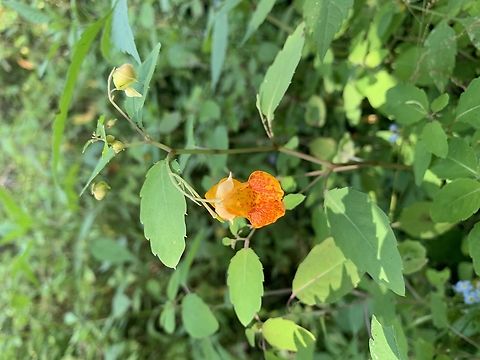 Touch-me-not  Geotagged,Impatiens capensis,Orange jewelweed,Summer,United States