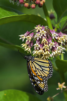 Monarch  Danaus plexippus,Geotagged,Monarch butterfly,Summer,United States
