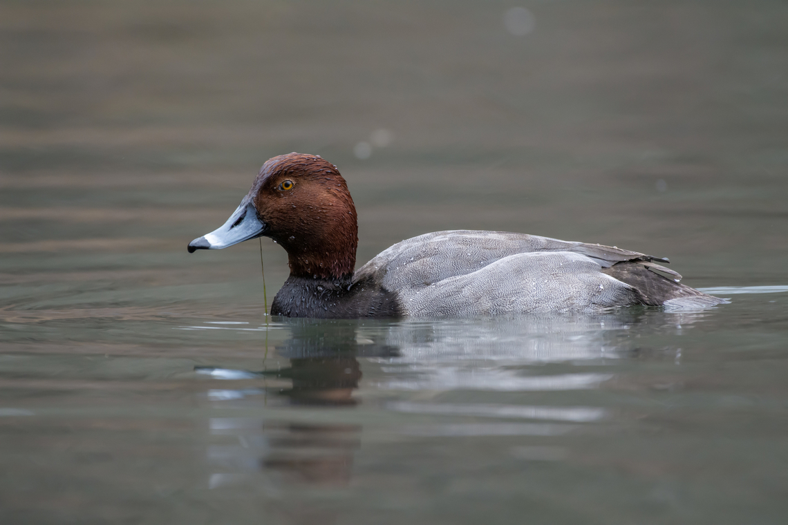 Redhead  Aythya americana,Geotagged,Redhead,United States,Winter