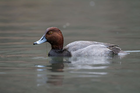 Redhead  Aythya americana,Geotagged,Redhead,United States,Winter