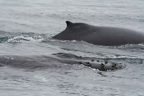Humpback whales  Fall,Geotagged,Humpback whale,Megaptera novaeangliae,United States