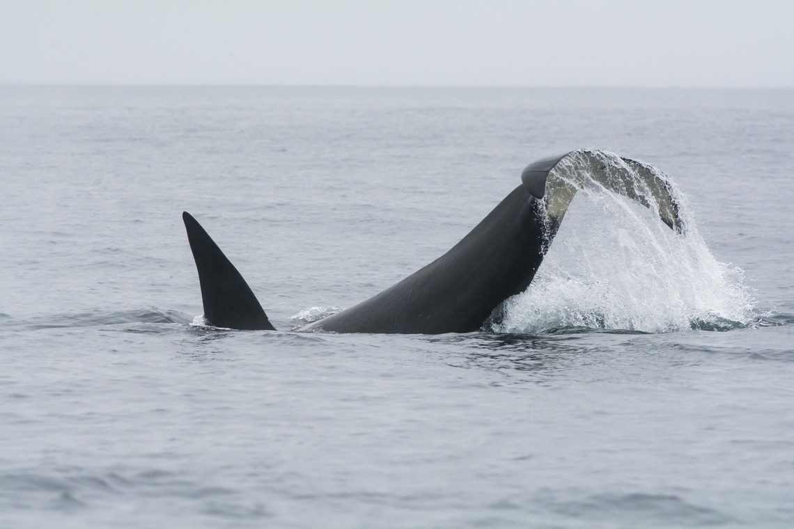 Orca  Fall,Geotagged,Killer whale,Orcinus orca,United States