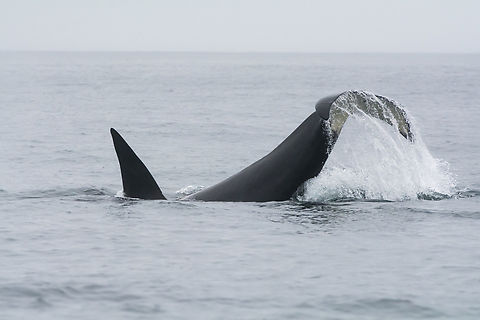 Orca  Fall,Geotagged,Killer whale,Orcinus orca,United States