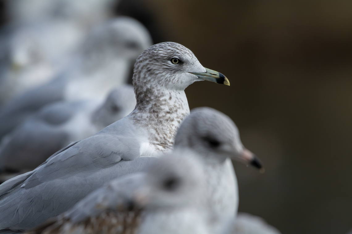 Ring-billed gull  Fall,Geotagged,Larus delawarensis,Ring-billed gull,United States