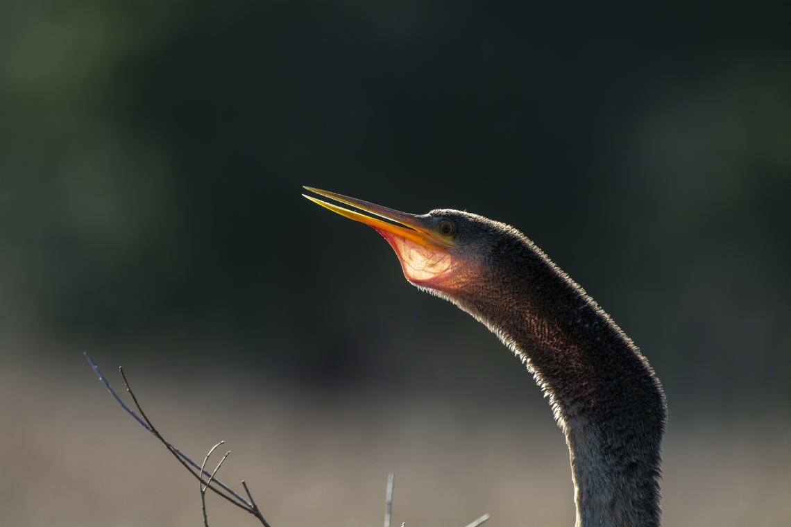 Anhinga  Anhinga,Anhinga anhinga,Geotagged,United States,Winter