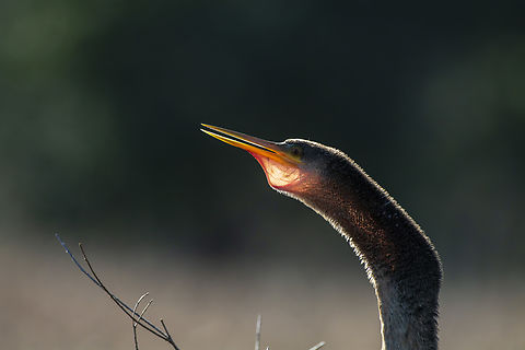 Anhinga  Anhinga,Anhinga anhinga,Geotagged,United States,Winter