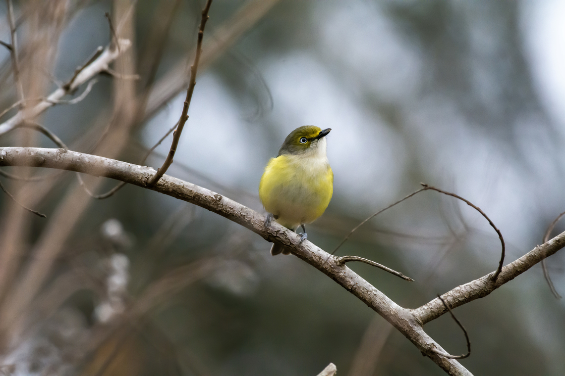 White-eyed vireo  Geotagged,United States,Vireo griseus,White-eyed vireo,Winter