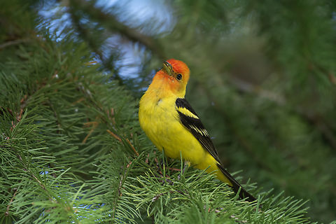 Western Tanager  Geotagged,Piranga ludoviciana,Summer,United States,Western tanager