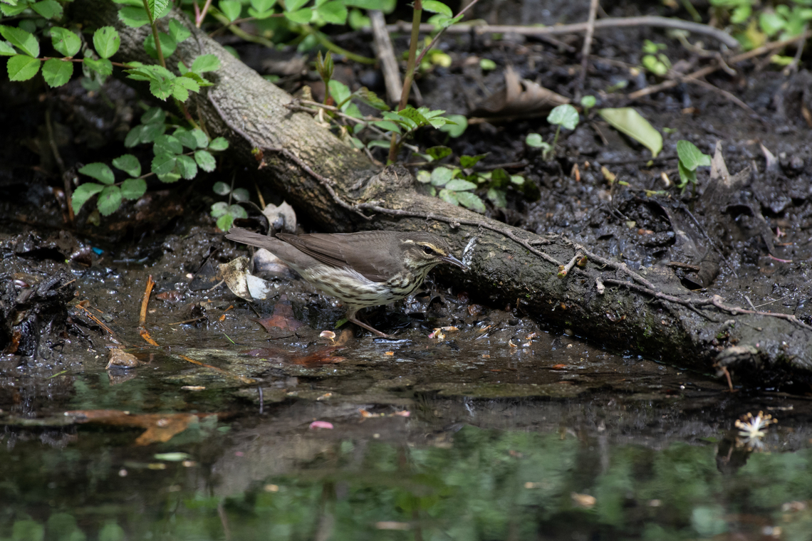 Northern Waterthrush  Geotagged,Northern waterthrush,Parkesia noveboracensis,Spring,United States