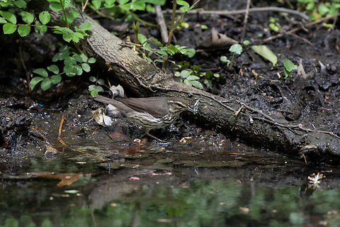 Northern Waterthrush  Geotagged,Northern waterthrush,Parkesia noveboracensis,Spring,United States