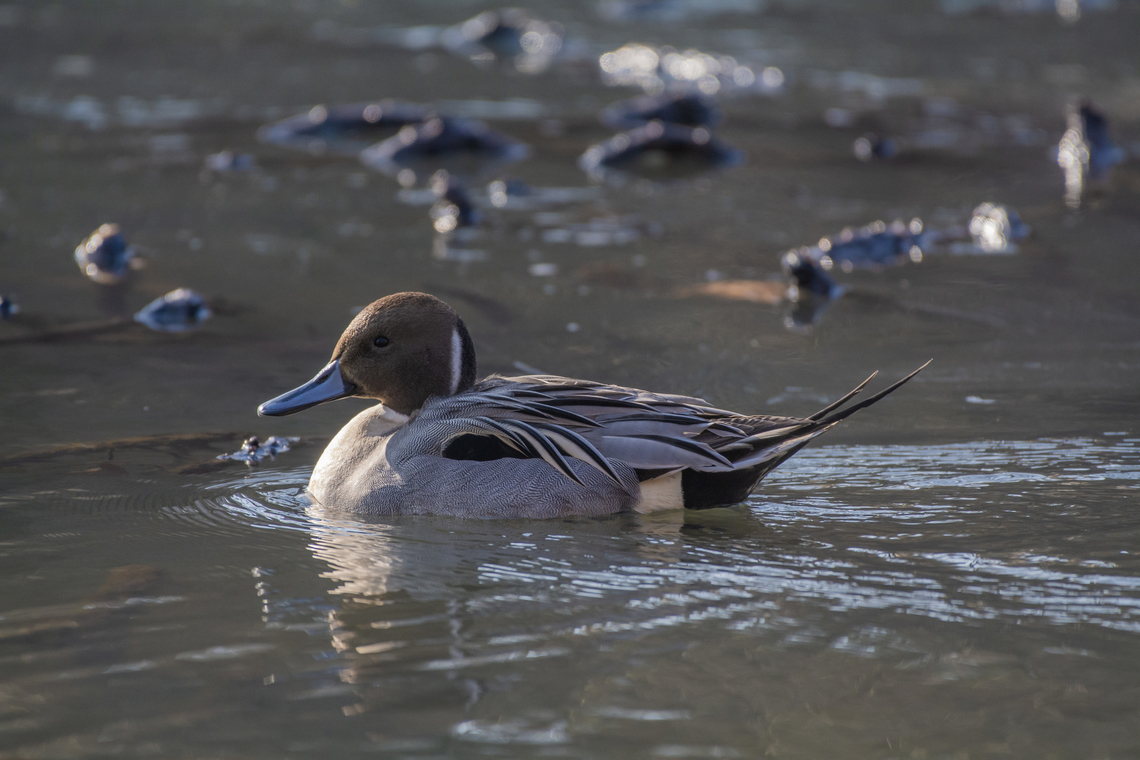 Northern Pintail  Anas acuta,Geotagged,Northern Pintail,United States,Winter