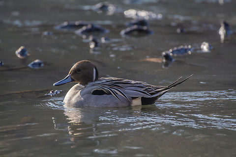 Northern Pintail  Anas acuta,Geotagged,Northern Pintail,United States,Winter