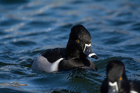 Ring-necked duck  Aythya collaris,Geotagged,Ring-necked duck,United States,Winter