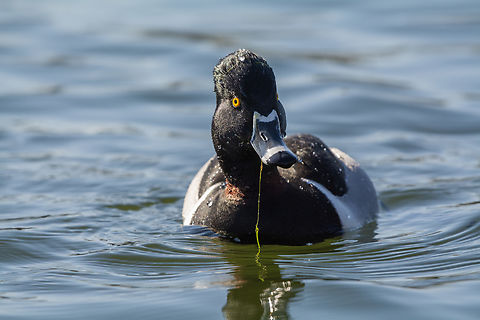 Ring-necked duck  Aythya collaris,Geotagged,Ring-necked duck,United States,Winter