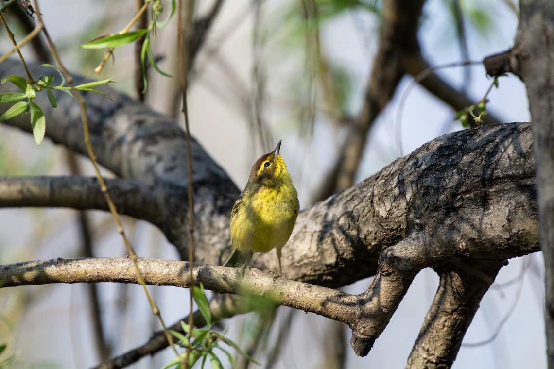 Palm warbler  Geotagged,Palm Warbler,Setophaga palmarum,Spring,United States