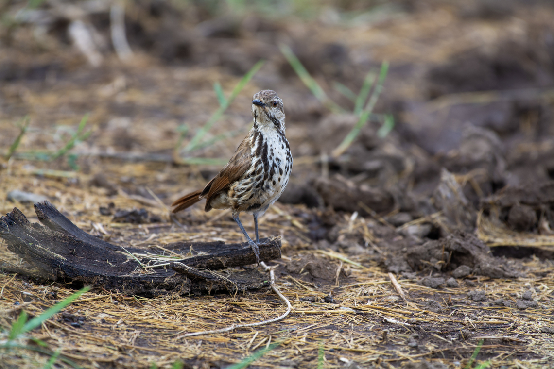 Spotted palm thrush (Cichladusa guttata)  Cichladusa guttata,Geotagged,Kenya,Spotted palm thrush,Summer