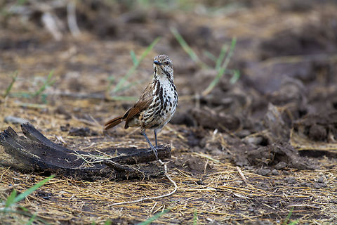 Spotted palm thrush (Cichladusa guttata)  Cichladusa guttata,Geotagged,Kenya,Spotted palm thrush,Summer