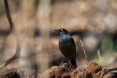 Rusty Blackbird  Euphagus carolinus,Geotagged,Rusty blackbird,United States,Winter