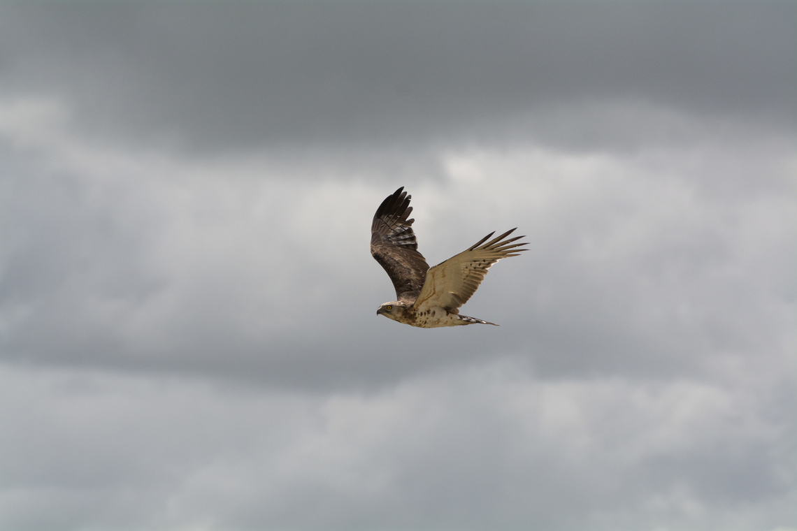 Black-chested snake eagle  Black-chested snake eagle,Circaetus pectoralis,Geotagged,Kenya,Summer