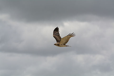 Black-chested snake eagle  Black-chested snake eagle,Circaetus pectoralis,Geotagged,Kenya,Summer