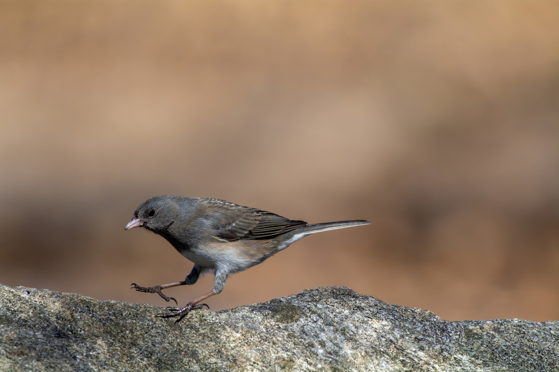 Dark-eyed junco  Dark-eyed junco,Geotagged,Junco hyemalis,United States,Winter