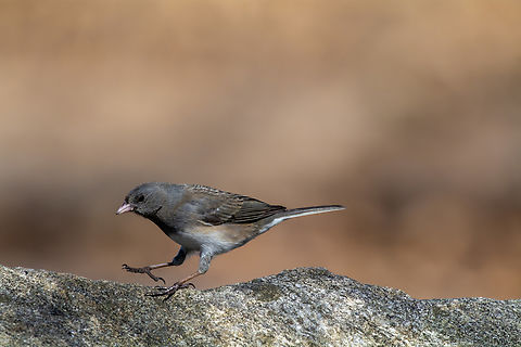 Dark-eyed junco  Dark-eyed junco,Geotagged,Junco hyemalis,United States,Winter