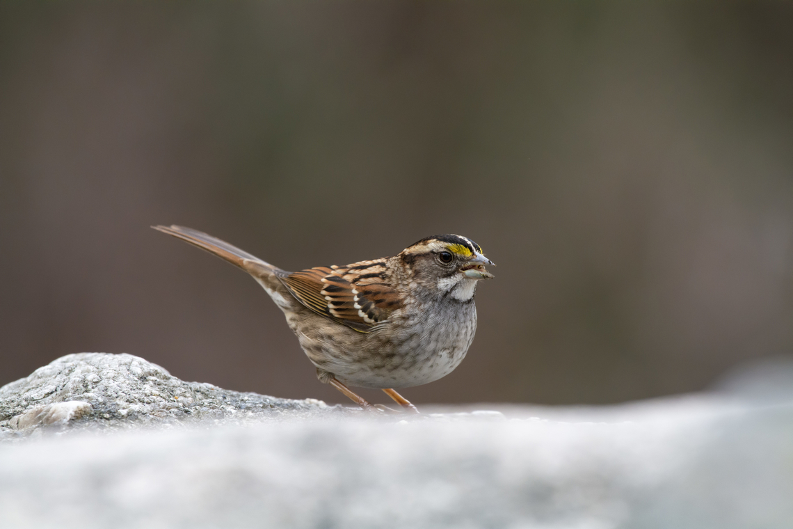 White-throated sparrow  Geotagged,United States,White-throated sparrow,Winter,Zonotrichia albicollis