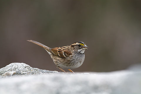 White-throated sparrow  Geotagged,United States,White-throated sparrow,Winter,Zonotrichia albicollis