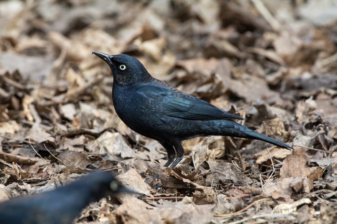 Rusty blackbird  Euphagus carolinus,Geotagged,Rusty blackbird,United States,Winter