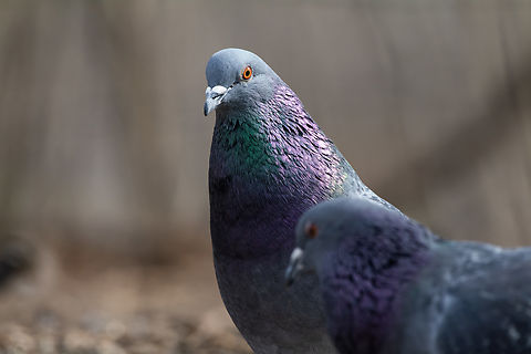 Rock dove  Columba livia,Geotagged,Rock dove,United States,Winter