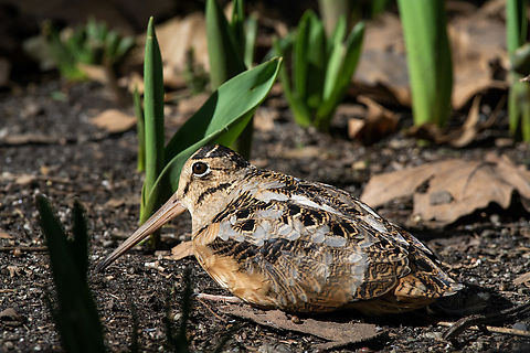 American Woodcock  American woodcock,Geotagged,Scolopax minor,United States,Winter