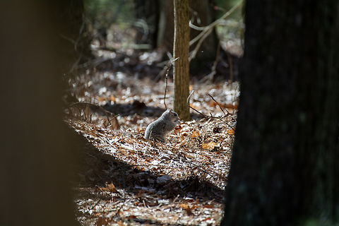Delmarva Fox Squirrel  Delmarva fox squirrel,Geotagged,Sciurus niger cinereus,United States,Winter