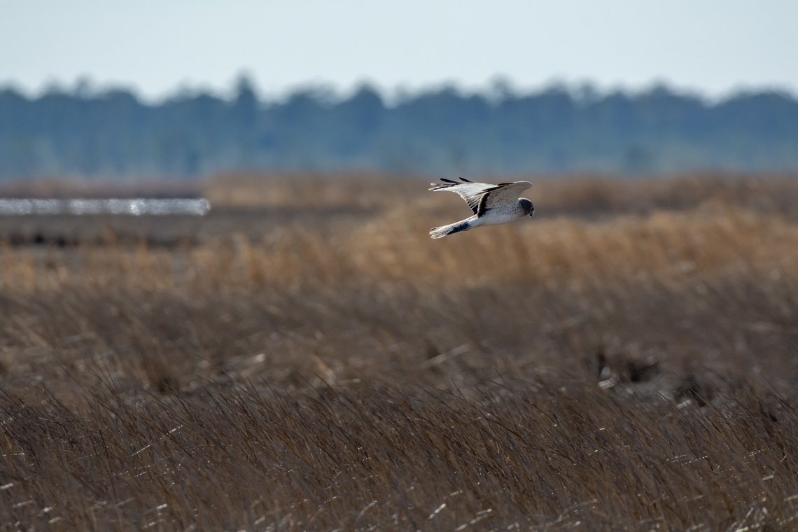 Northern Harrier  Circus cyaneus,Geotagged,Hen harrier,United States,Winter