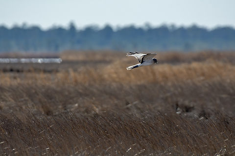 Northern Harrier  Circus cyaneus,Geotagged,Hen harrier,United States,Winter