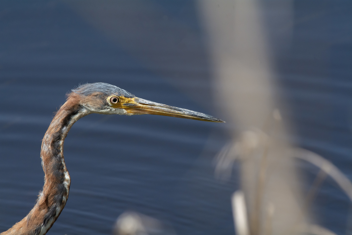 Tricolored heron  Egretta tricolor,Geotagged,Spring,Tricolored heron,United States