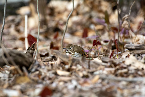 Hermit Thrush  Catharus guttatus,Geotagged,Hermit Thrush,Spring,United States