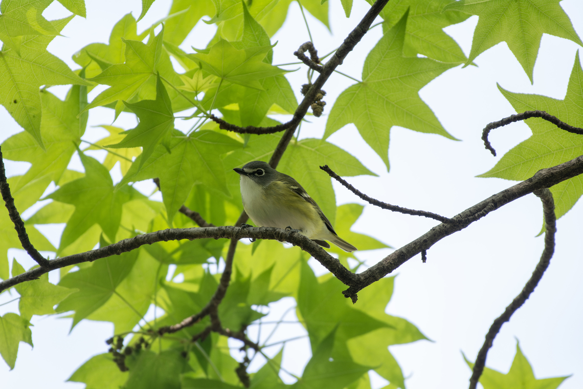 Blue-headed vireo  Blue-headed vireo,Geotagged,Spring,United States,Vireo solitarius