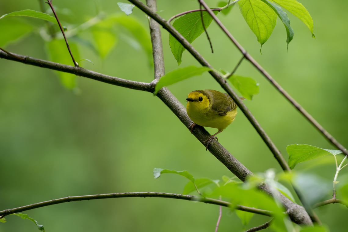 Hooded warbler  Geotagged,Hooded warbler,Setophaga citrina,Spring,United States