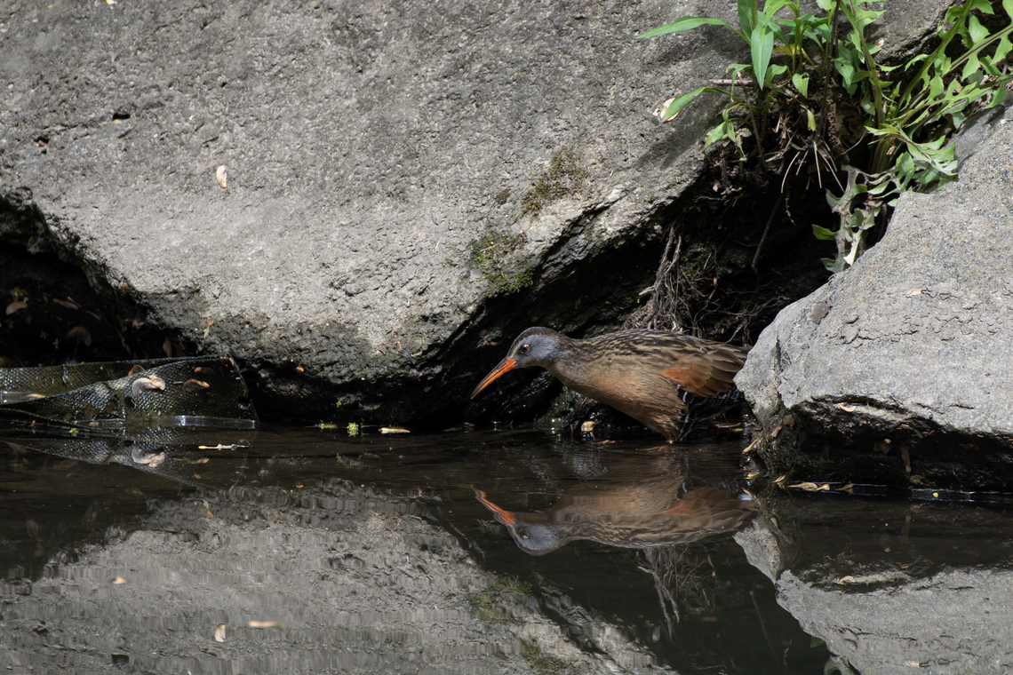 Virginia rail  Geotagged,Rallus limicola,Spring,United States,Virginia rail