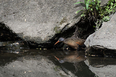 Virginia rail  Geotagged,Rallus limicola,Spring,United States,Virginia rail